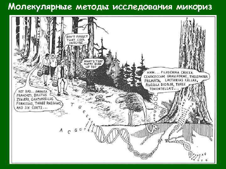 Молекулярные методы исследования микориз 