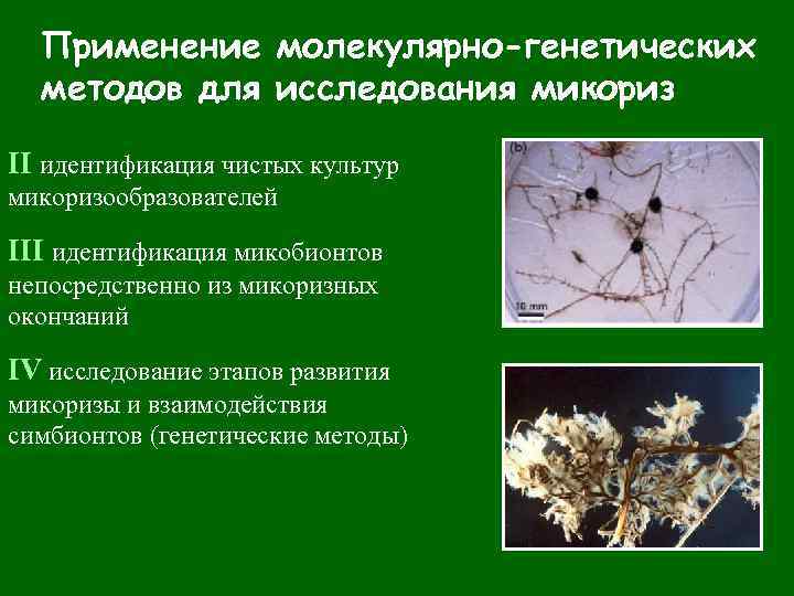 Применение молекулярно-генетических методов для исследования микориз II идентификация чистых культур микоризообразователей III идентификация микобионтов
