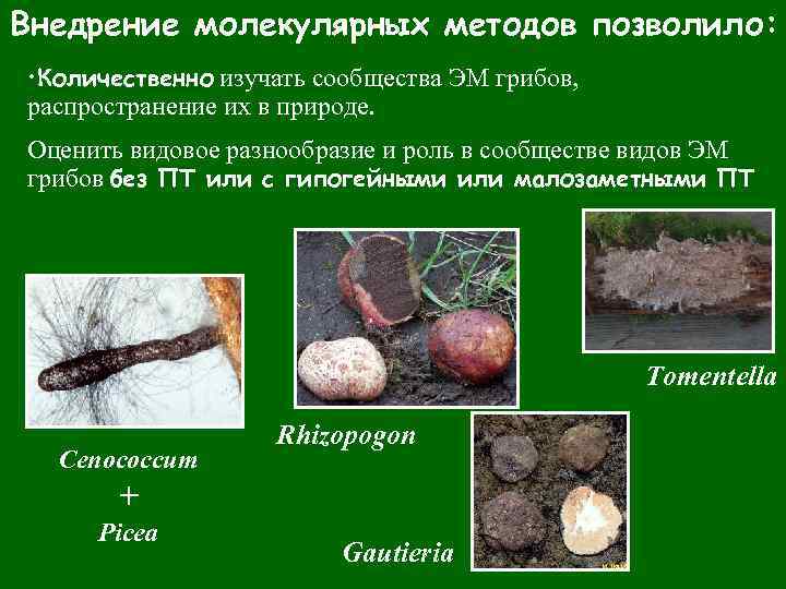 Внедрение молекулярных методов позволило: • Количественно изучать сообщества ЭМ грибов, распространение их в природе.
