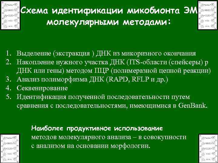 Схема идентификации микобионта ЭМ молекулярными методами: 1. Выделение (экстракция ) ДНК из микоризного окончания