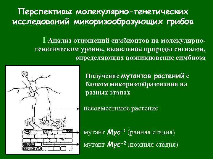 Перспективы молекулярно-генетических исследований микоризообразующих грибов I Анализ отношений симбионтов на молекулярногенетическом уровне, выявление природы