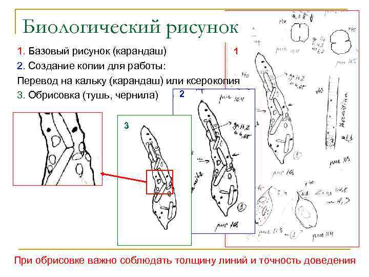 Правила биологического рисунка