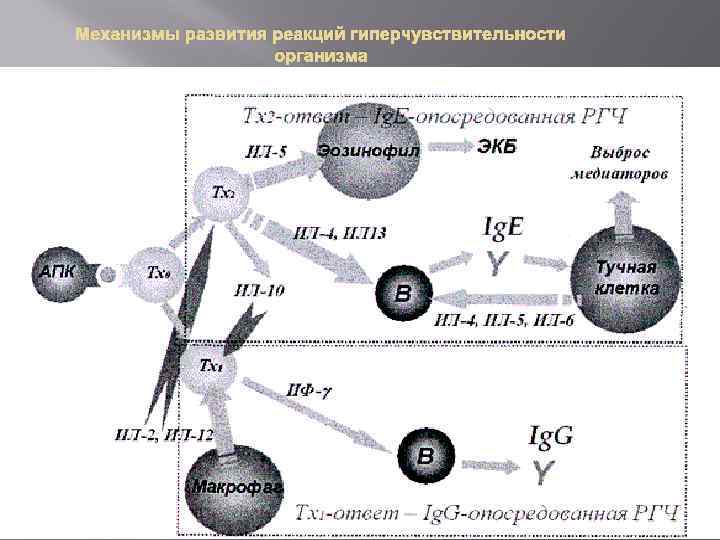 Механизмы развития реакций гиперчувствительности организма 