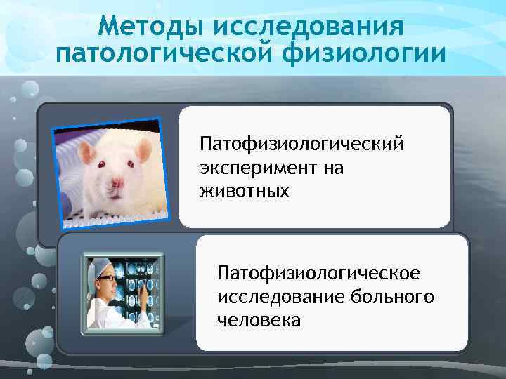 Методы исследования патологической физиологии Патофизиологический эксперимент на животных Патофизиологическое исследование больного человека 