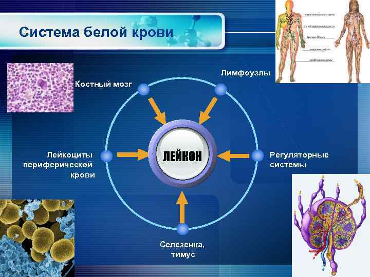 Патология белой крови патофизиология презентация