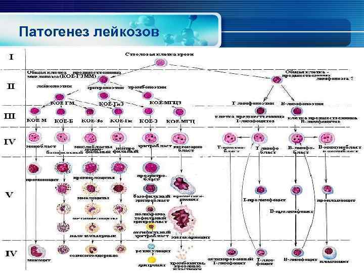 Патогенез лейкозов 