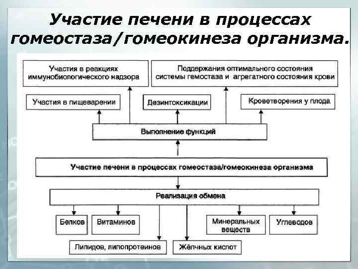 Участие печени в процессах гомеостаза/гомеокинеза организма. 