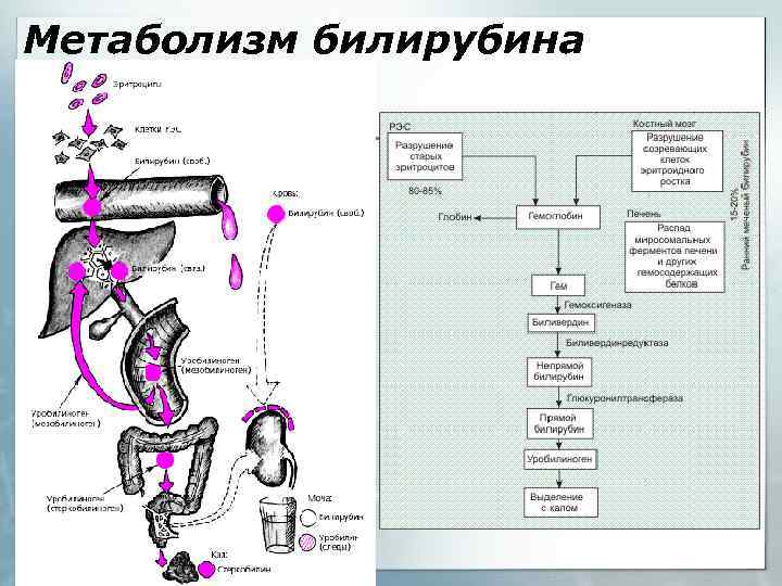 Метаболизм билирубина 