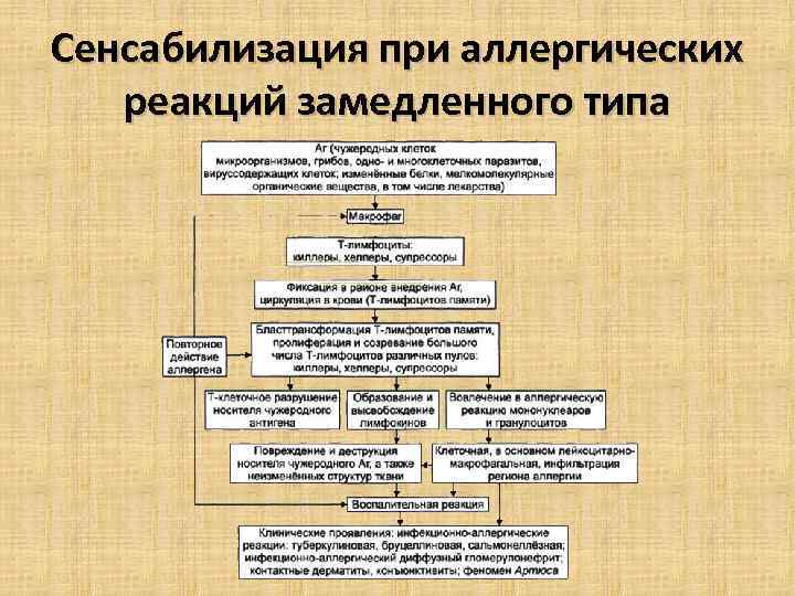 Сенсабилизация при аллергических реакций замедленного типа 