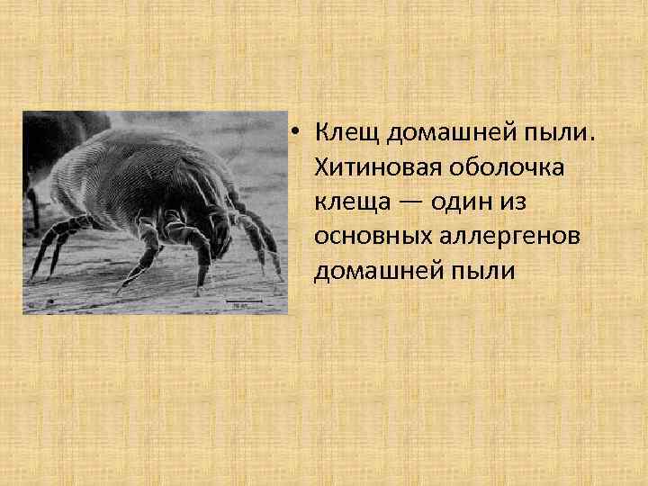  • Клещ домашней пыли. Хитиновая оболочка клеща — один из основных аллергенов домашней