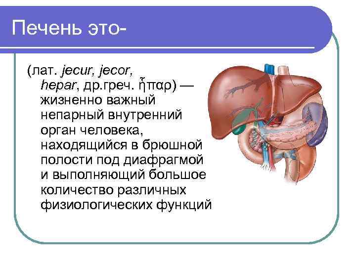 Печень в 3 года. Патофизиология печени. Анатомия и физиология печени презентация.
