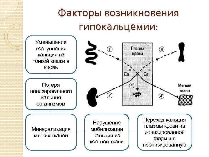Факторы возникновения гипокальцемии: Уменьшение поступления кальция из тонкой кишки в кровь Потеря ионизированного кальция