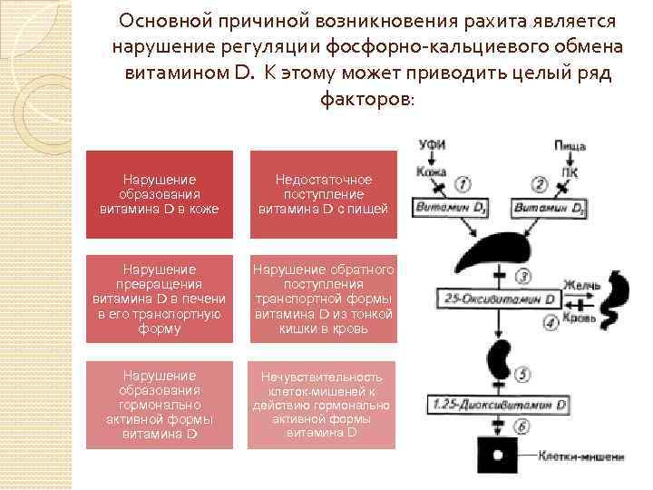 Фосфорно кальциевый обмен схема