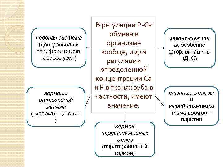 нервная система (центральная и периферическая, гасеров узел) гормоны щитовидной железы (тиреокальцитонин ) В регуляции