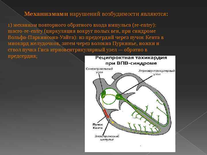 Нарушение возбудимости. Macro re entry механизм. Гетеротропные нарушения АВТОМАТИЗМА. Пучок Кента.