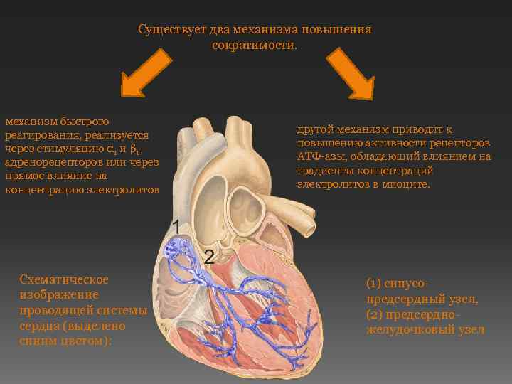 Существует два механизма повышения сократимости. механизм быстрого реагирования, реализуется через стимуляцию α 1 и