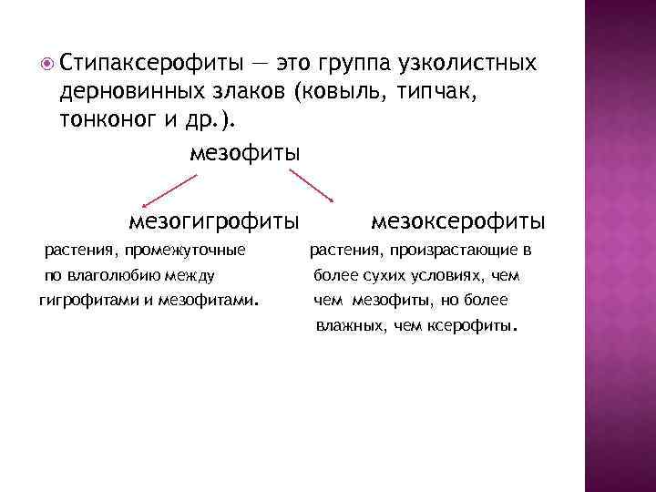  Стипаксерофиты — это группа узколистных дерновинных злаков (ковыль, типчак, тонконог и др. ).