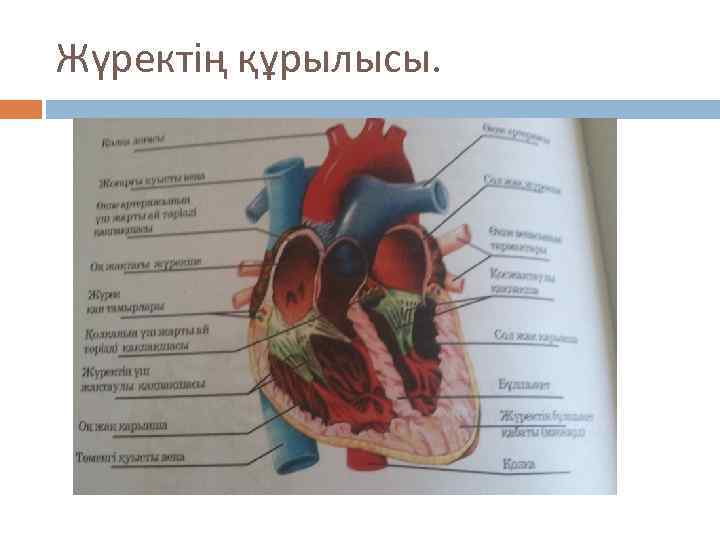 Жүректің құрылысы. 