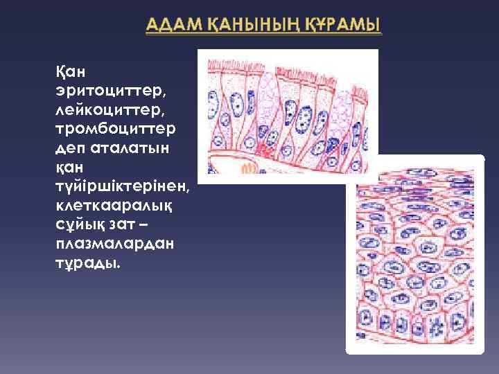 АДАМ ҚАНЫНЫҢ ҚҰРАМЫ Қан эритоциттер, лейкоциттер, тромбоциттер деп аталатын қан түйіршіктерінен, клеткааралық сұйық зат