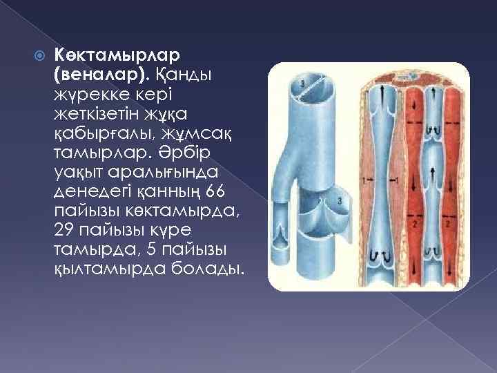  Көктамырлар (веналар). Қанды жүрекке кері жеткізетін жұқа қабырғалы, жұмсақ тамырлар. Әрбір уақыт аралығында