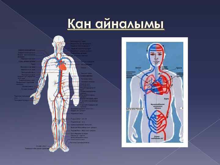 Қан айналымы 