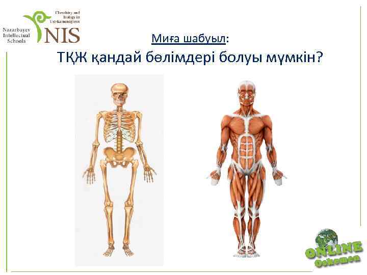 Миға шабуыл: ТҚЖ қандай бөлімдері болуы мүмкін? 