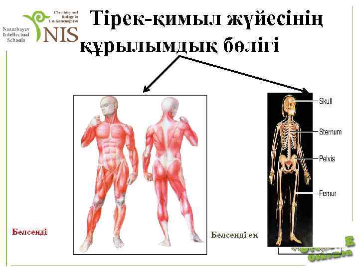 Тірек қимыл аппараты бұзылған балалар презентация