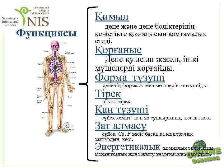 Адамның дене мүшелері тех карта балабақшада