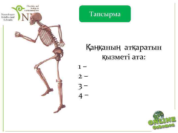 Тапсырма Қаңқаның атқаратын қызметі ата: 1– 2– 3– 4– 