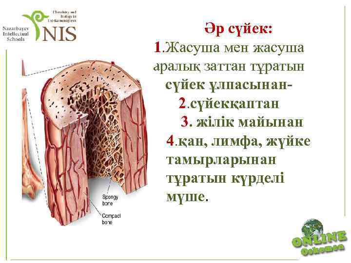 Әр сүйек: 1. Жасуша мен жасуша аралық заттан тұратын сүйек ұлпасынан 2. сүйекқаптан 3.