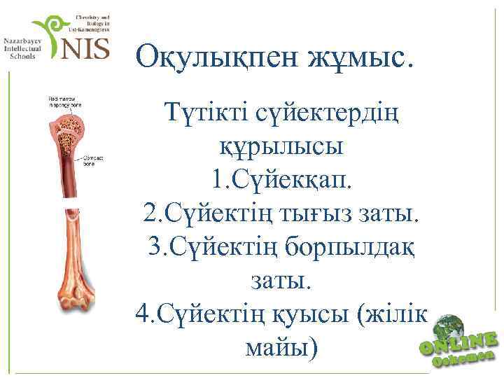 Оқулықпен жұмыс. Түтікті сүйектердің құрылысы 1. Сүйекқап. 2. Сүйектің тығыз заты. 3. Сүйектің борпылдақ