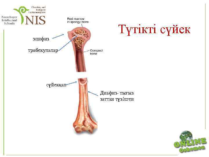эпифиз Түтікті сүйек трабекулалар сүйекқап Диафиз- тығыз заттан түзілген 