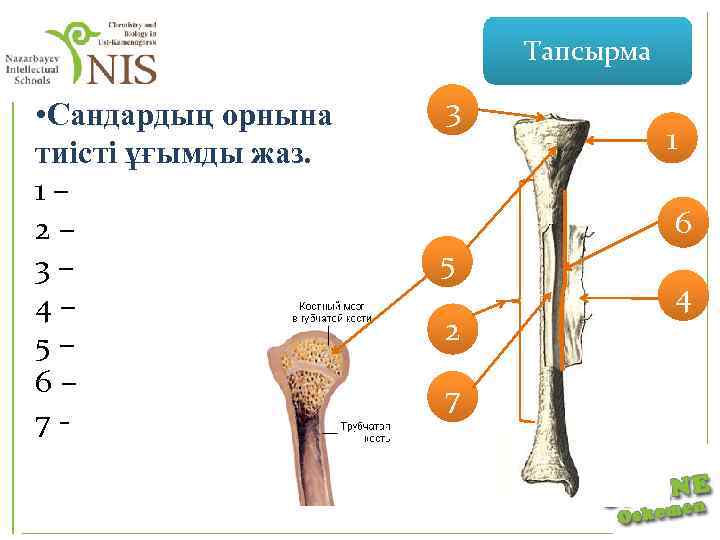 Тапсырма • Сандардың орнына тиісті ұғымды жаз. 1– 2– 3– 4– 5– 6– 7