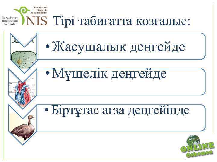 Тірі табиғатта қозғалыс: • Жасушалық деңгейде • Мүшелік деңгейде • Біртұтас ағза деңгейінде 