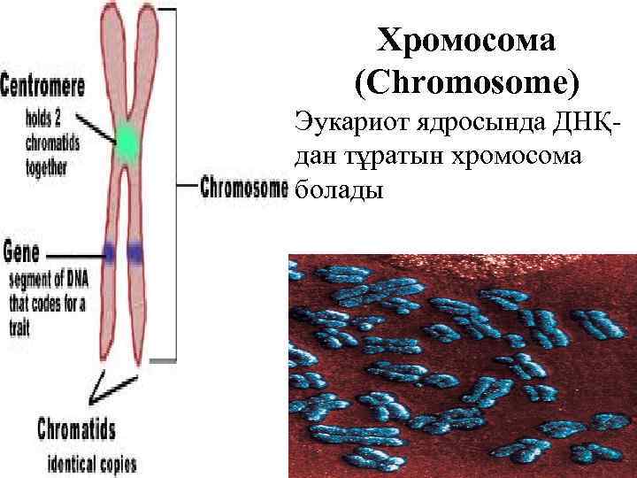 Хромосома (Chromosome) Эукариот ядросында ДНҚдан тұратын хромосома болады 