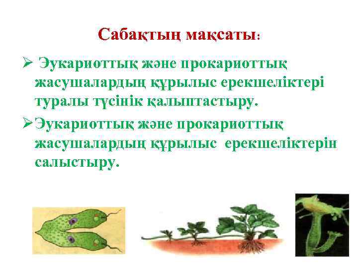 Сабақтың мақсаты: Ø Эукариоттық және прокариоттық жасушалардың құрылыс ерекшеліктері туралы түсінік қалыптастыру. Ø Эукариоттық