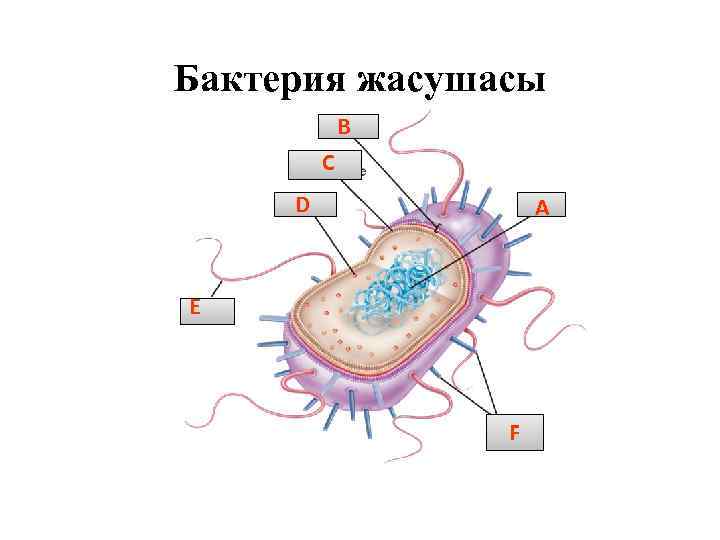 Бактерия жасушасы B C D A E F 