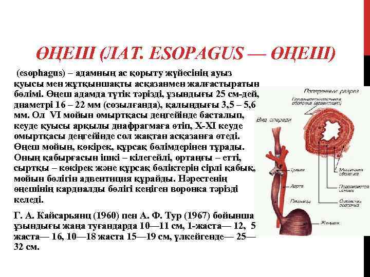 ӨҢЕШ (ЛАТ. ESOPAGUS — ӨҢЕШ) (esophagus) – адамның ас қорыту жүйесінің ауыз қуысы мен