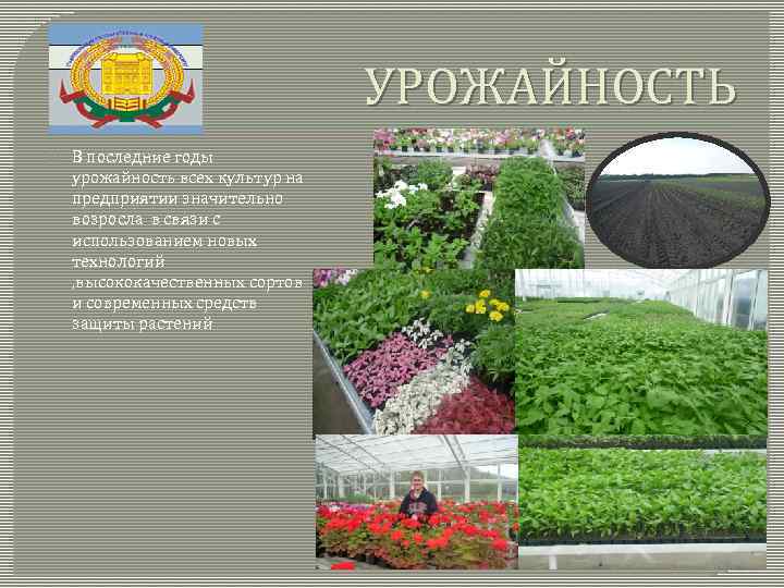 УРОЖАЙНОСТЬ В последние годы урожайность всех культур на предприятии значительно возросла в связи с