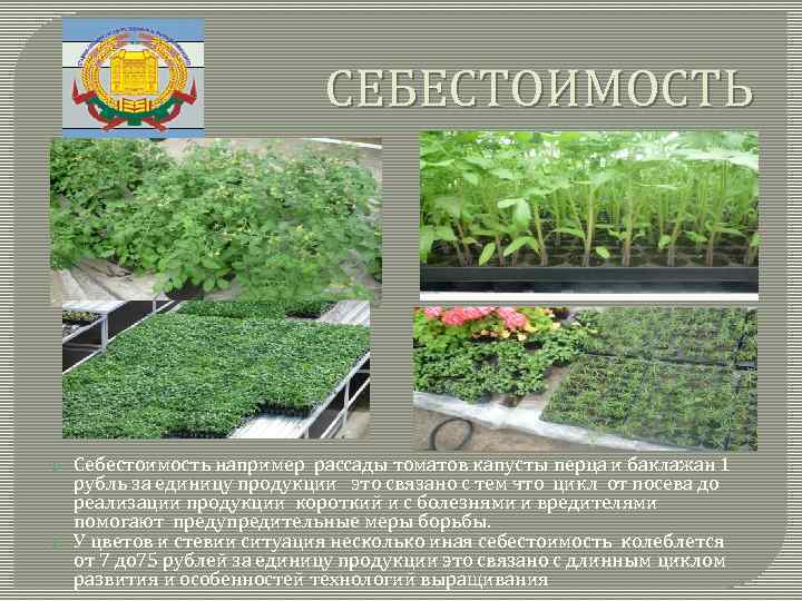 СЕБЕСТОИМОСТЬ Себестоимость например рассады томатов капусты перца и баклажан 1 рубль за единицу продукции