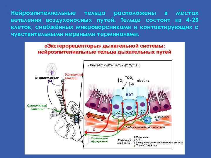 Нейроэпителиальные тельца расположены в местах ветвления воздухоносных путей. Тельце состоит из 4 -25 клеток,
