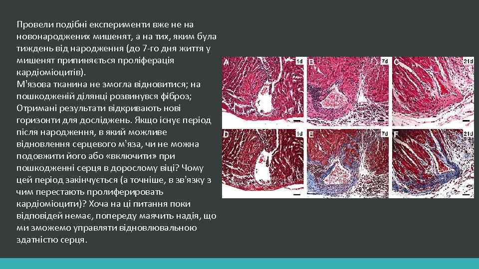 Провели подібні експерименти вже не на новонароджених мишенят, а на тих, яким була тиждень