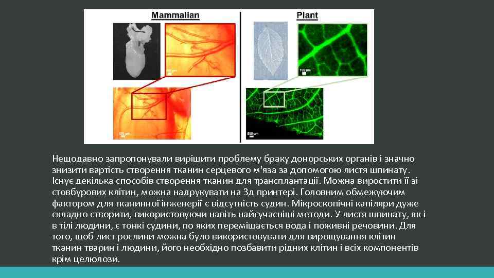 Нещодавно запропонували вирішити проблему браку донорських органів і значно знизити вартість створення тканин серцевого