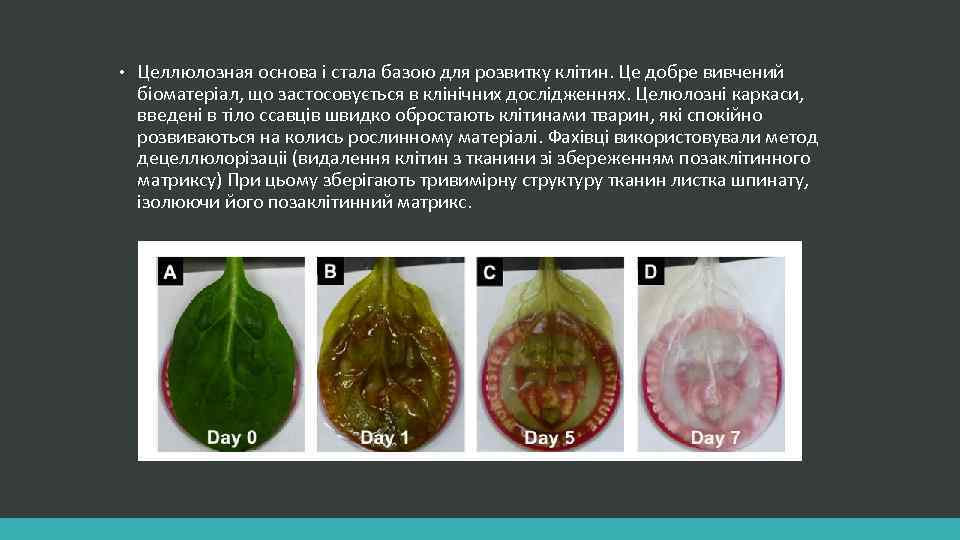  • Целлюлозная основа і стала базою для розвитку клітин. Це добре вивчений біоматеріал,