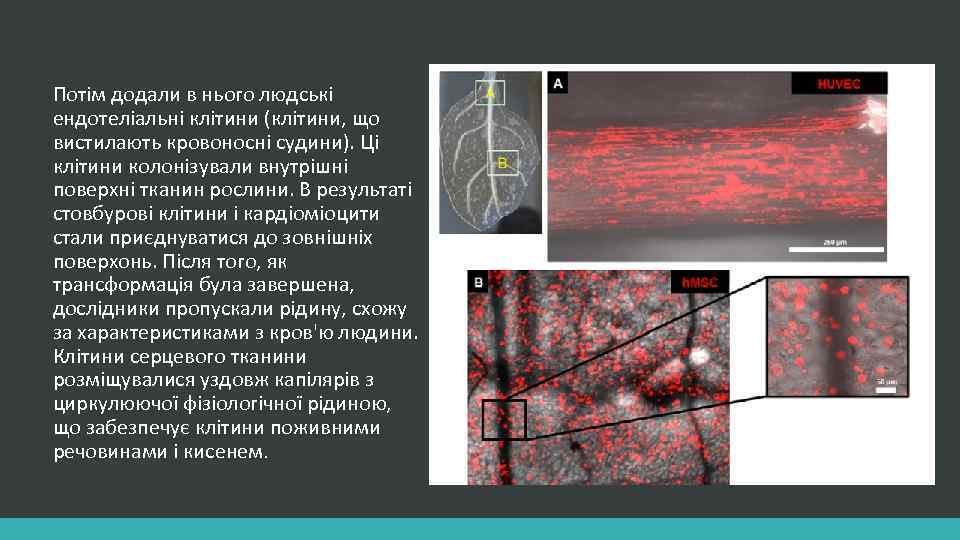 Потім додали в нього людські ендотеліальні клітини (клітини, що вистилають кровоносні судини). Ці клітини