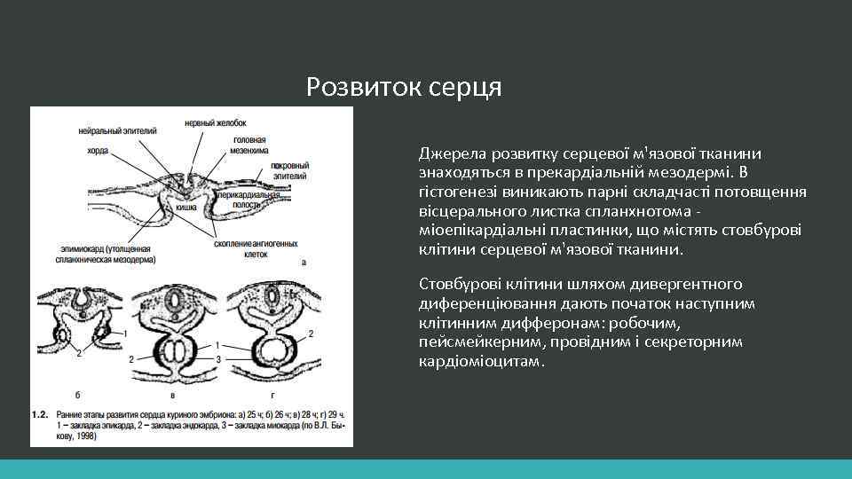 Розвиток серця Джерела розвитку серцевої м'язової тканини знаходяться в прекардіальній мезодермі. В гістогенезі виникають