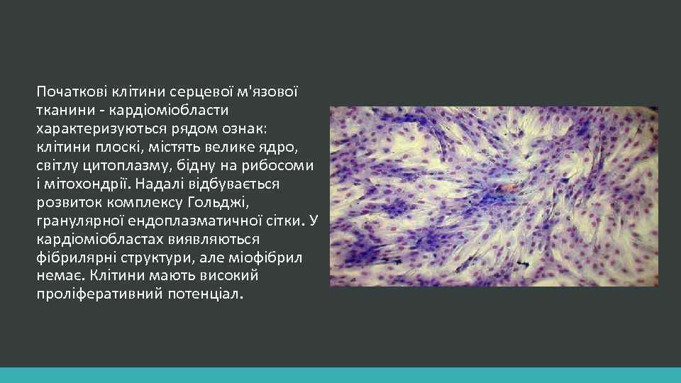 Початкові клітини серцевої м'язової тканини - кардіоміобласти характеризуються рядом ознак: клітини плоскі, містять велике