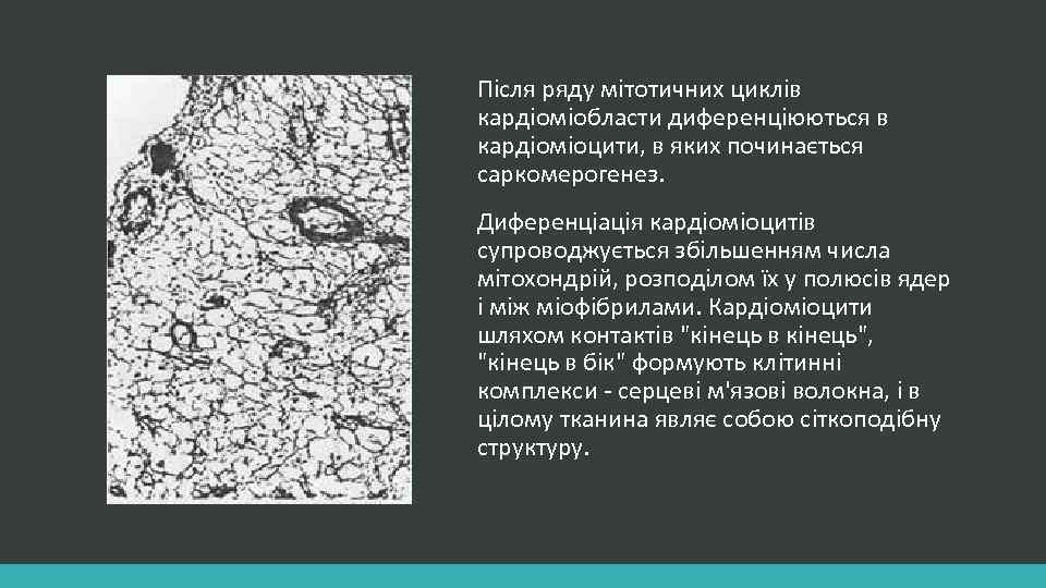 Після ряду мітотичних циклів кардіоміобласти диференціюються в кардіоміоцити, в яких починається саркомерогенез. Диференціація кардіоміоцитів
