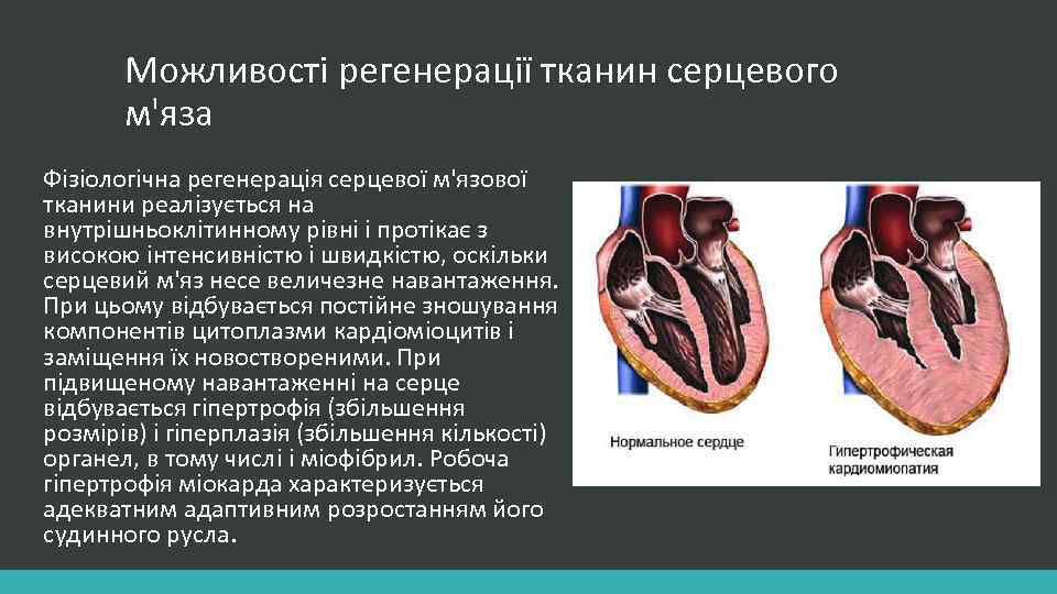 Можливості регенерації тканин серцевого м'яза Фізіологічна регенерація серцевої м'язової тканини реалізується на внутрішньоклітинному рівні