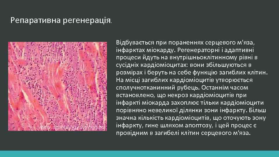 Репаративна регенерація. Відбувається при пораненнях серцевого м'яза, інфарктах міокарду. Регенераторні і адаптивні процеси йдуть